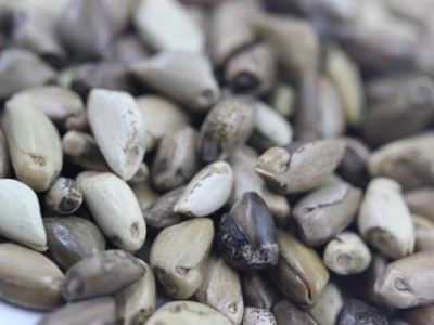 墨西哥玉米草種子圖片_價格_幾月份種植