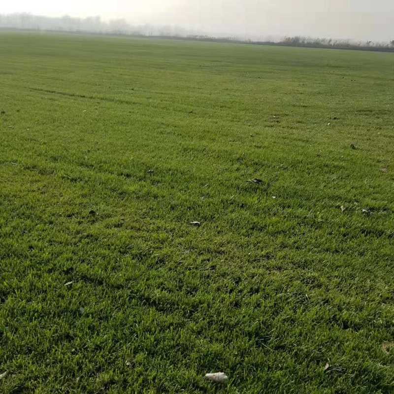 果嶺草
