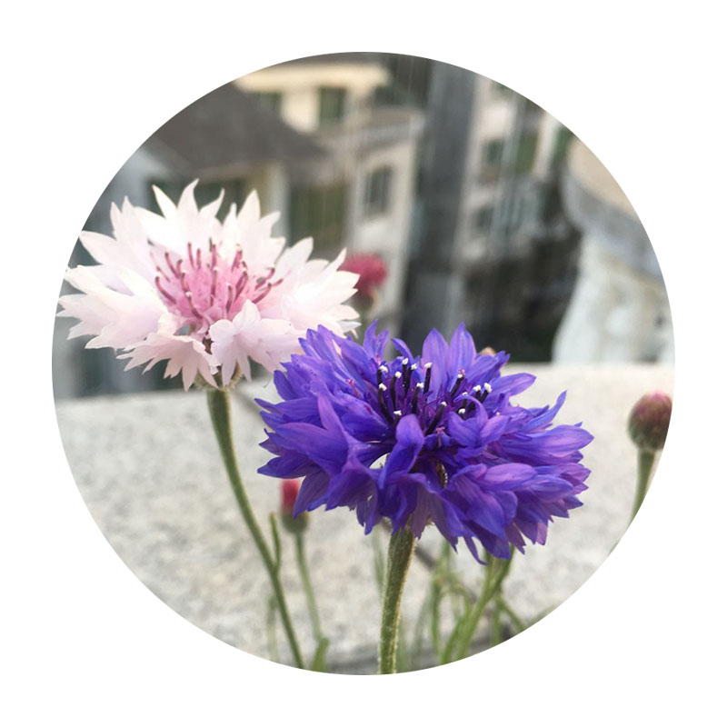 矢車菊 矢車菊