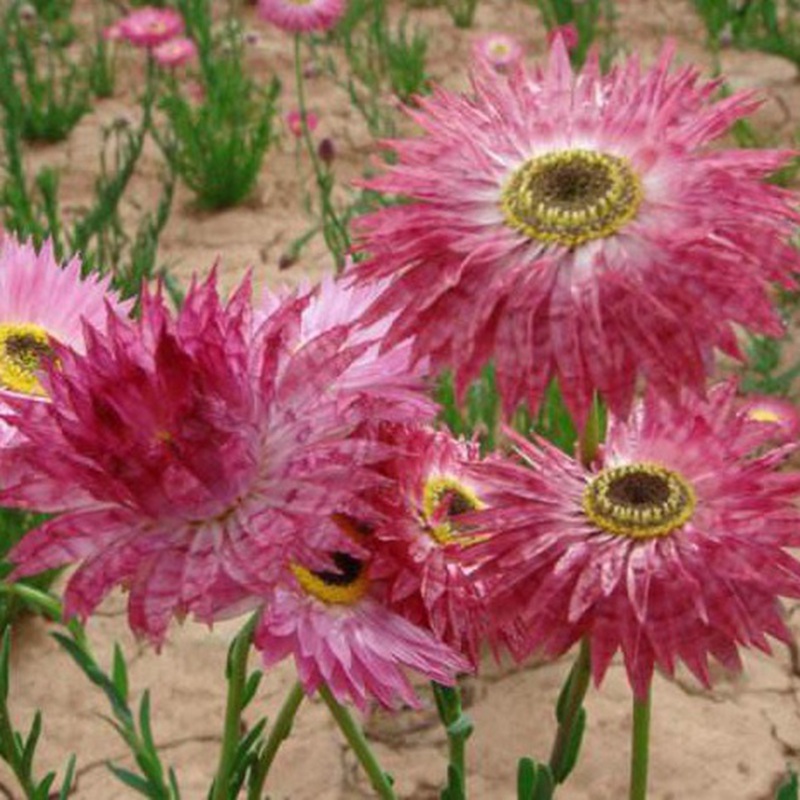 永生菊