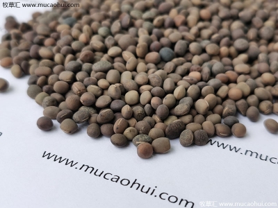 [箭筈豌豆]箭筈豌豆種子_圖片_價格_種植技術方法